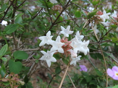 Abelia