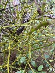 Korthalsella complanata