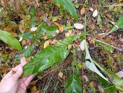 Cirsium heterophyllum