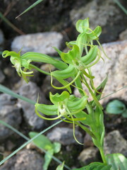 Habenaria jaliscana