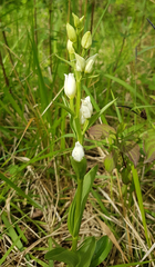 Cephalanthera damasonium