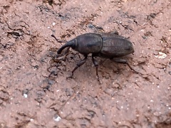 Sphenophorus venatus