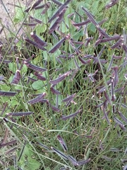 Bouteloua gracilis