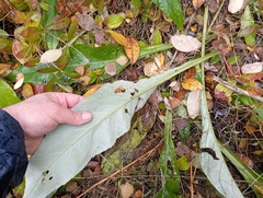 Cirsium heterophyllum