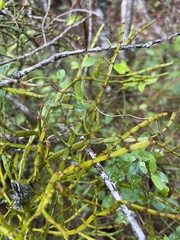 Korthalsella complanata