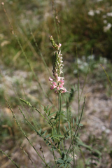 Onobrychis arenaria