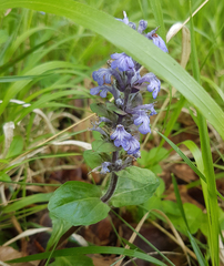 Ajuga reptans