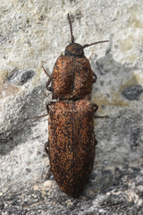 Elateroidea