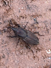 Sphenophorus venatus
