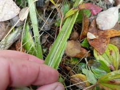 Cirsium heterophyllum