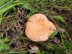 Lactarius deliciosus