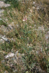 Onobrychis arenaria
