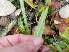 Cirsium heterophyllum