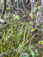 Korthalsella complanata