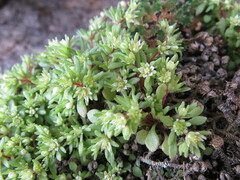 Sedum meyranianum
