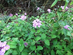 Lantana montevidensis