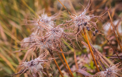 Pulsatilla