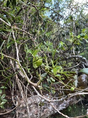 Korthalsella complanata