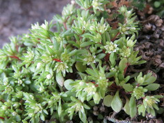 Sedum meyranianum