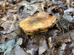 Aureoboletus innixus