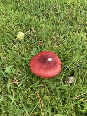 Russula