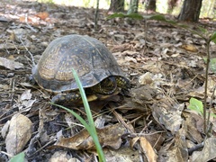 Terrapene carolina major