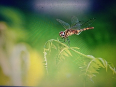 Urothemis signata