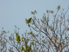 Amazona albifrons