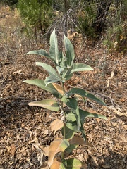 Asclepias eriocarpa