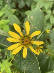 Heliopsis helianthoides