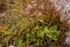 Pulsatilla