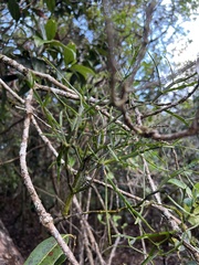 Korthalsella complanata