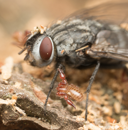 Pseudoscorpions photo 5