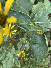 Heliopsis helianthoides