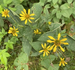 Heliopsis helianthoides