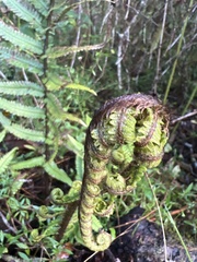 Dryopteris wallichiana