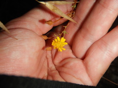 Pulicaria paludosa