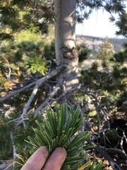 Pinus albicaulis