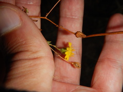 Pulicaria paludosa