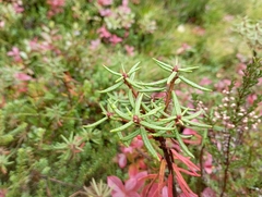 Rhododendron tomentosum