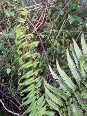 Dryopteris wallichiana