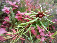 Rhododendron tomentosum