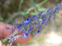 Salvia guadalajarensis