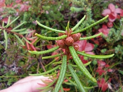 Rhododendron tomentosum