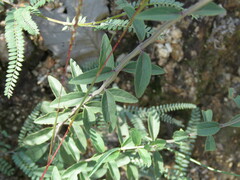 Salvia guadalajarensis