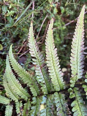 Dryopteris wallichiana