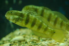 Amblygobius sphynx