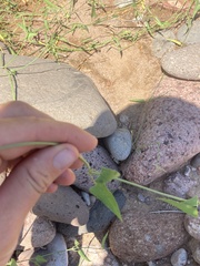 Funastrum cynanchoides