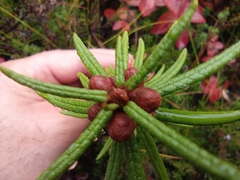 Rhododendron tomentosum