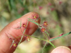 Euphorbia guadalajarana